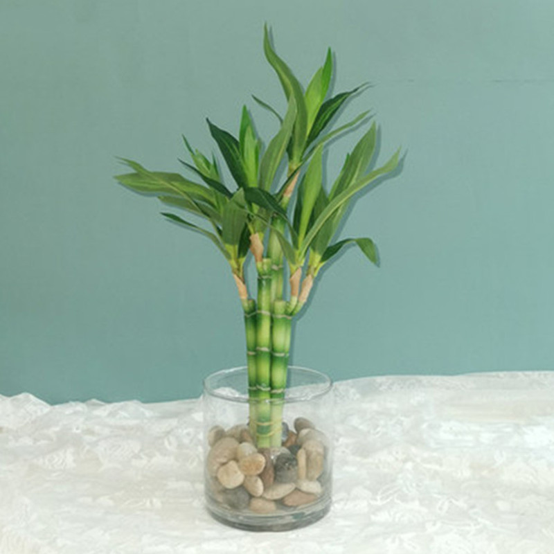 Aquarium Fish Farm - Nuovo 40 cm rFtificial Lucky Bamboo