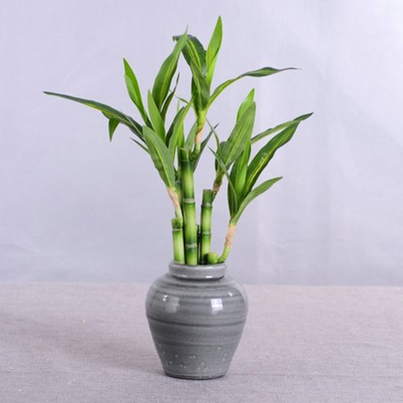 Nuovo 40 cm rFtificial Lucky B - Aquarium Fish Farm recensione e prezzo