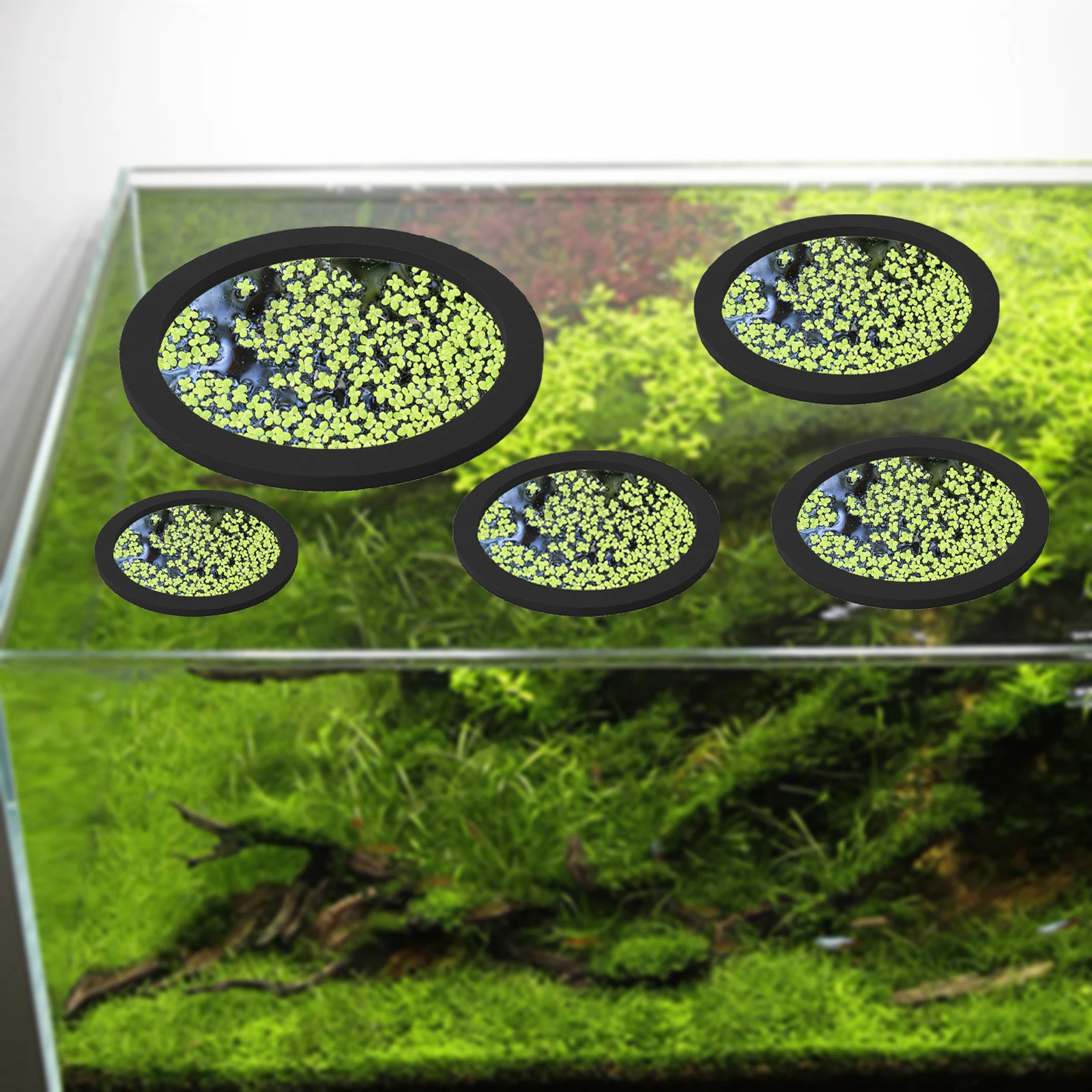 5 pz EVA Anello di Alimentazio - Aquarium Fish Farm recensione e prezzo