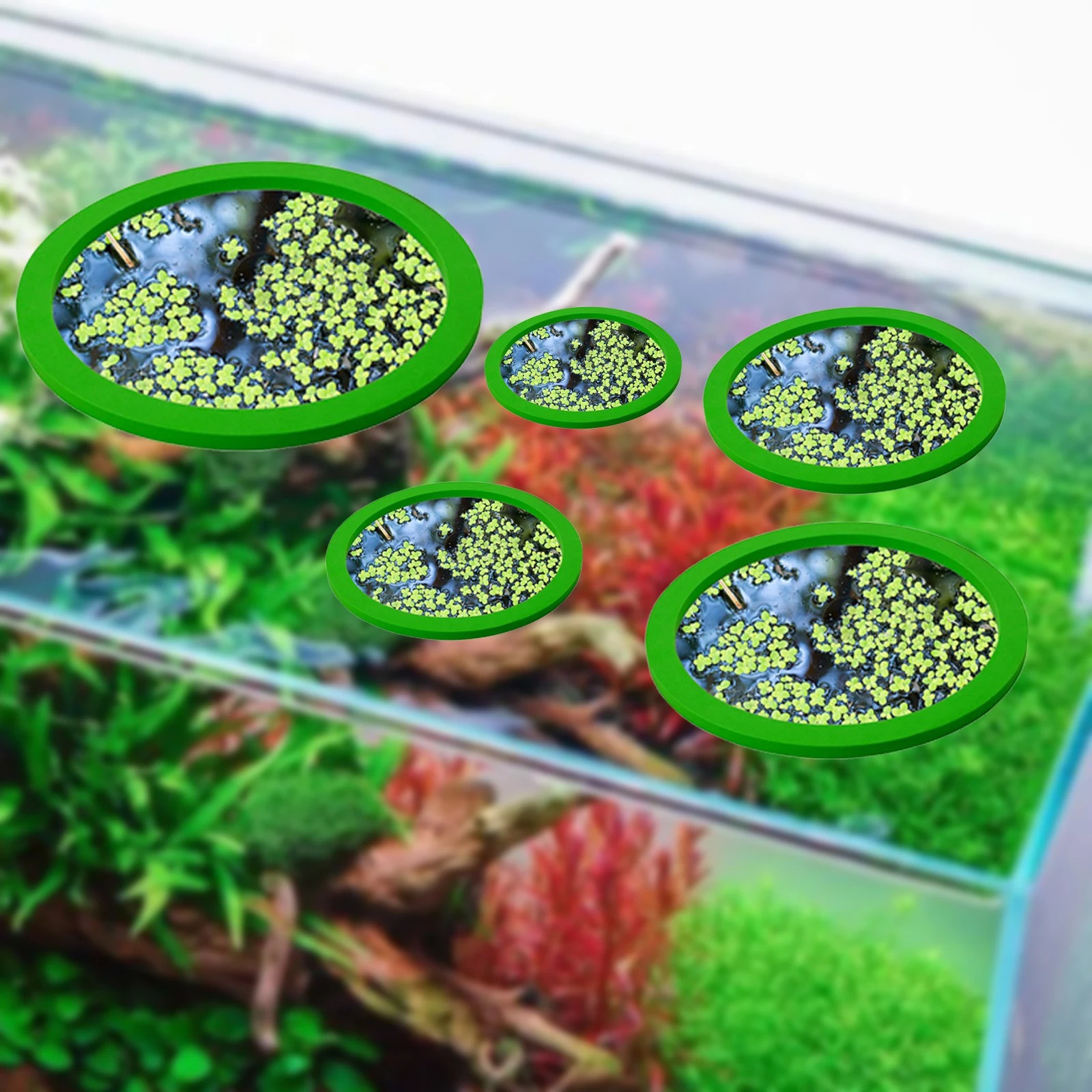 5 pz EVA Anello di Alimentazio - Aquarium Fish Farm recensione e prezzo